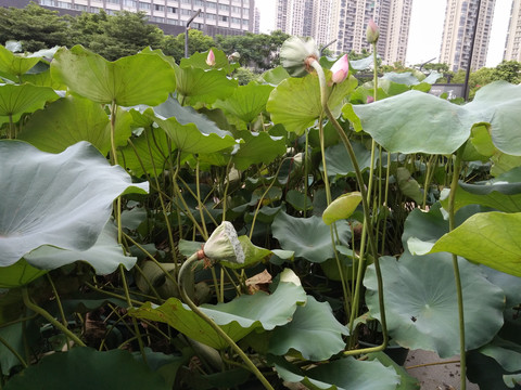荷花