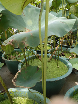 水芙蓉