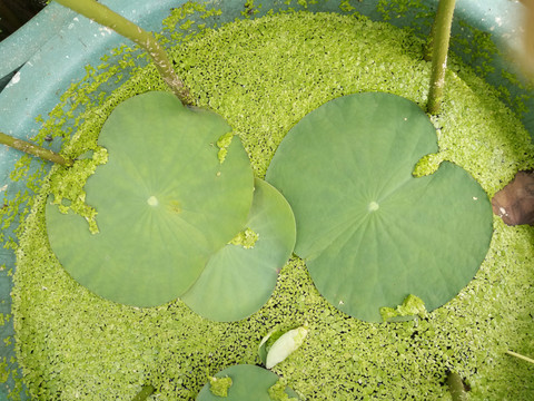 水芙蓉