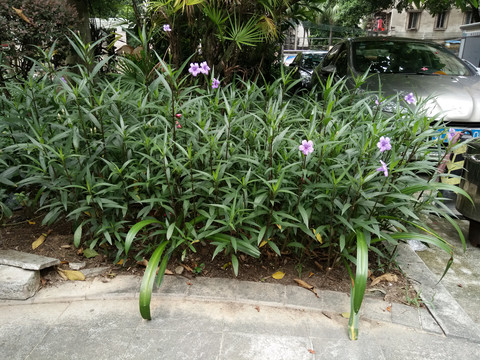 花