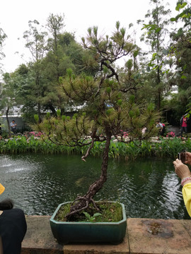 盆景