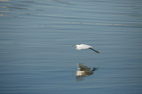 飞临水面的白鹭