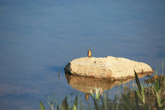 河中石头上的普通翠鸟