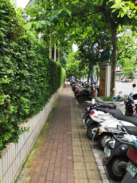 路边植物