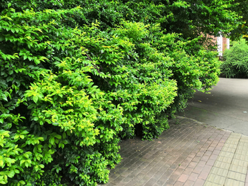 路边植物