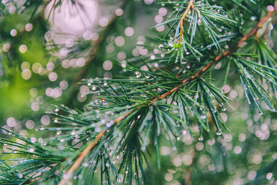 雨珠