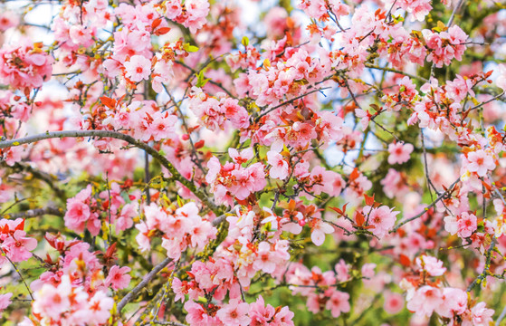 樱花背景图