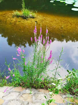 湖边花