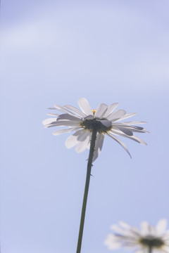 滨菊