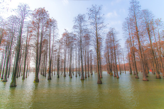 水中红杉林