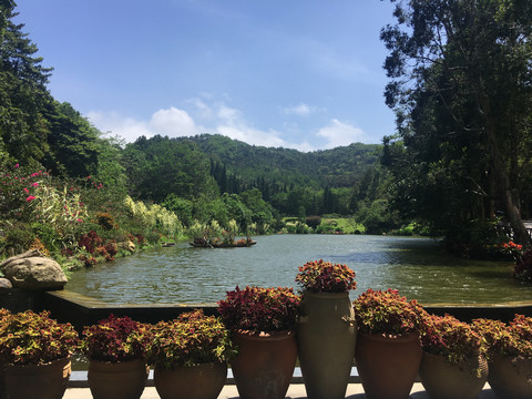 深圳仙湖植物园桫椤湖
