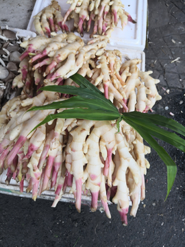 生姜