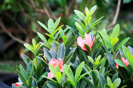 杜鹃红山茶花