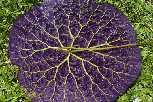 鸡头米芡实种植