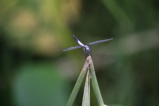 蜻蜓