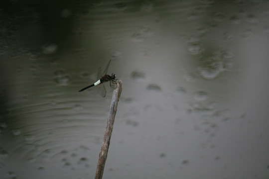 蜻蜓