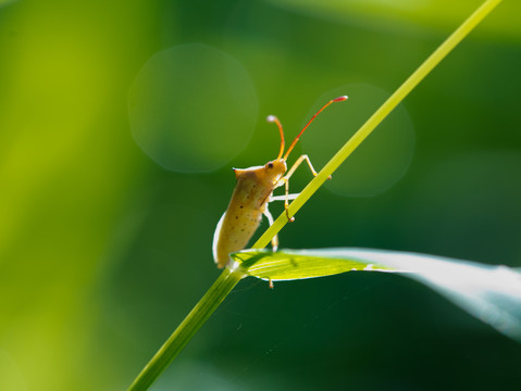 昆虫