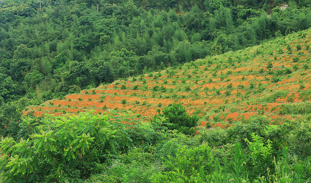 果树种植