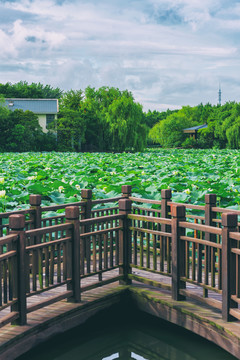 荷花池