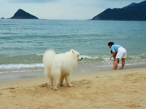 沙滩白狗