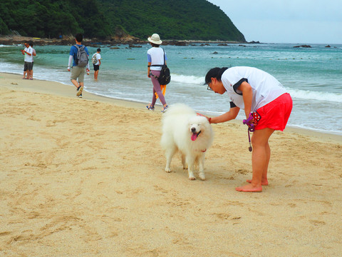 沙滩白狗