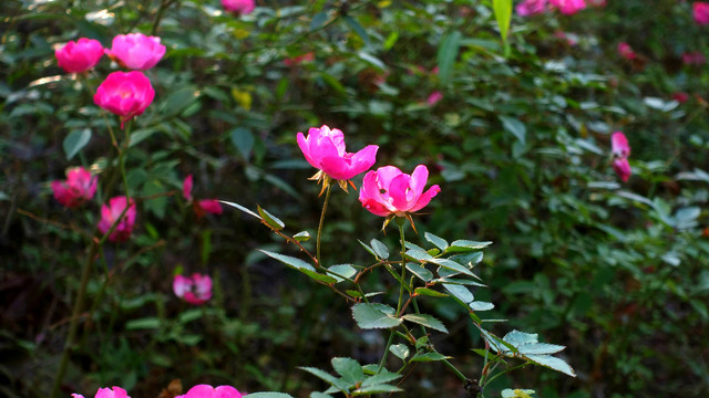 月季花背景