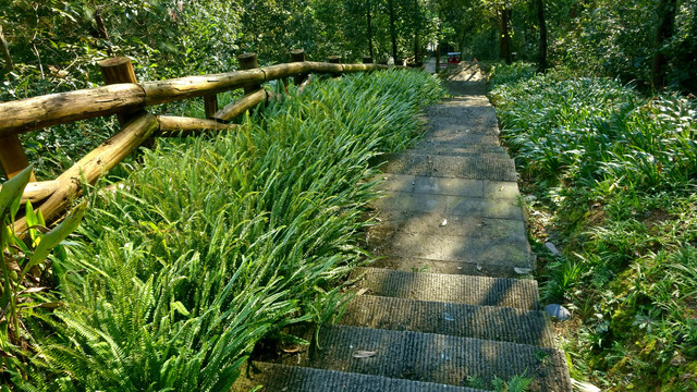 山地公园森林步道