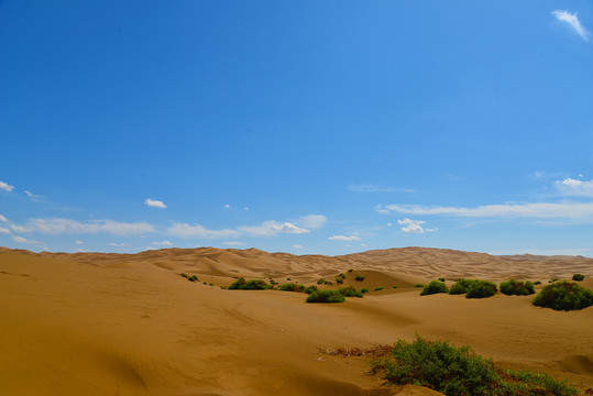 新疆鄯善库木塔格沙漠荒漠植被