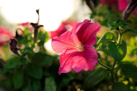 矮牵牛花特写