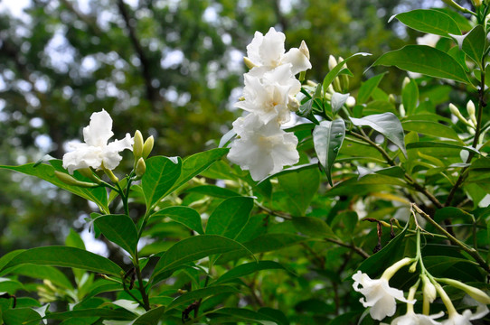 狗牙花小白花