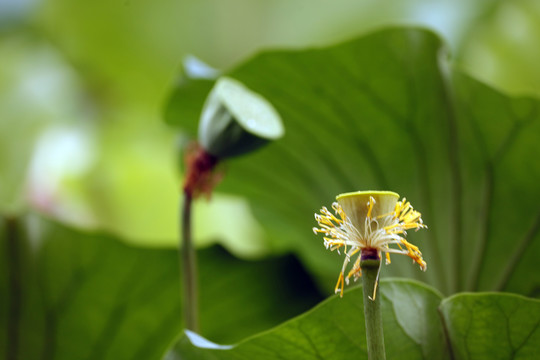 荷花