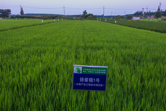 水稻试验田