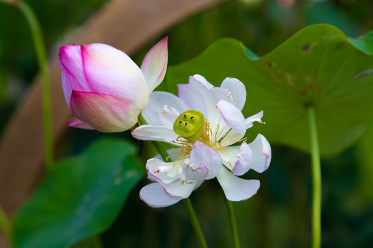 白色荷花碗莲开花和粉红色花苞