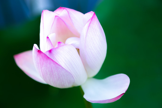 花瓣边缘是粉红色的荷花碗莲