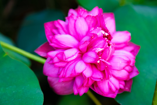 花瓣上有水珠的粉红色荷花碗莲