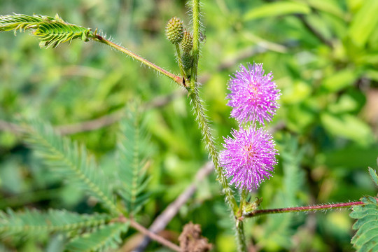 红花植物