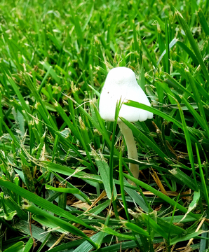 草坪里的白蘑菇