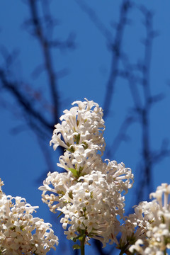 丁香花