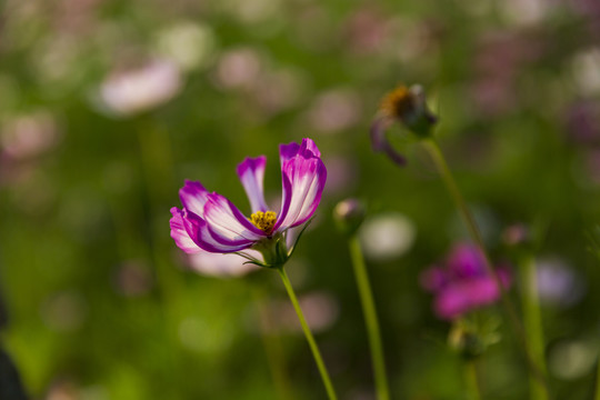 格桑花