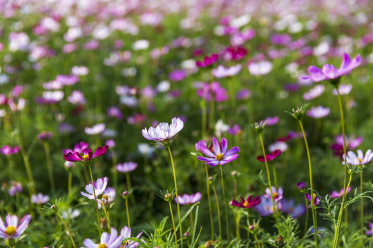 格桑花