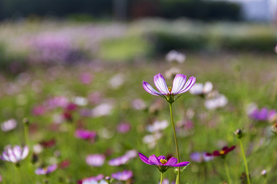 格桑花