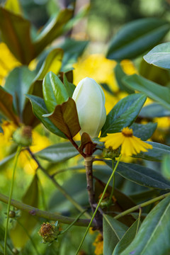 花草素材