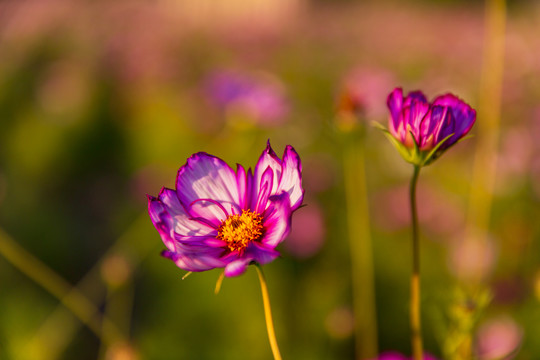 花草素材