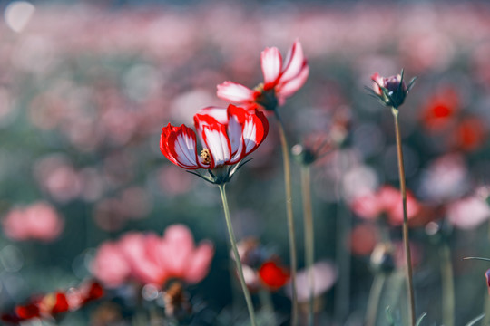 花草素材