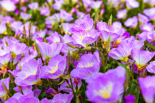 花卉素材