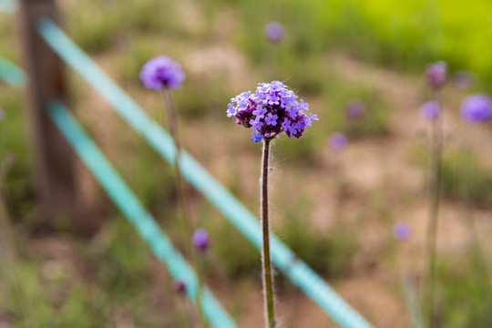 花卉素材