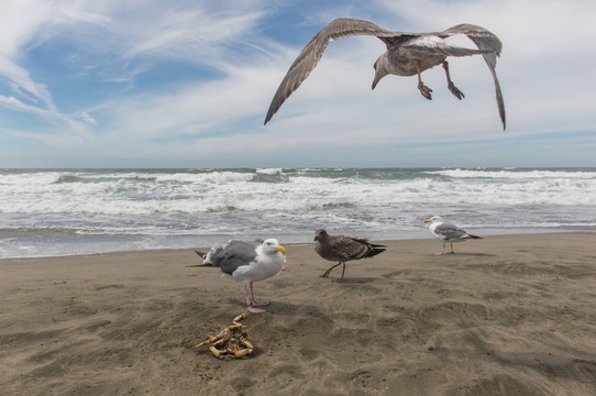 旧金山海岸海鸥