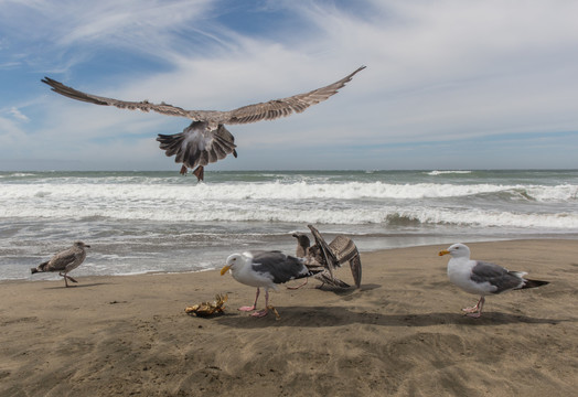 旧金山海岸海鸥