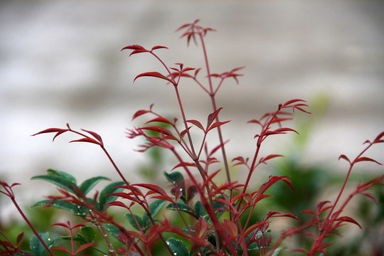 路边花花草草