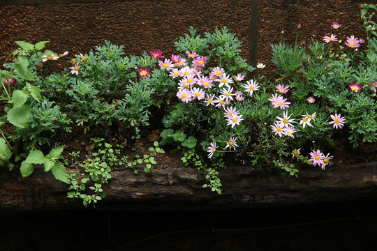 路边花草